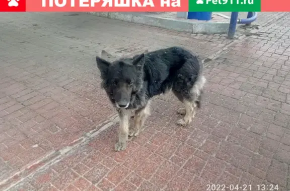 Собака на АЗС у завода Полимер, Горноспасательная улица, Кемерово