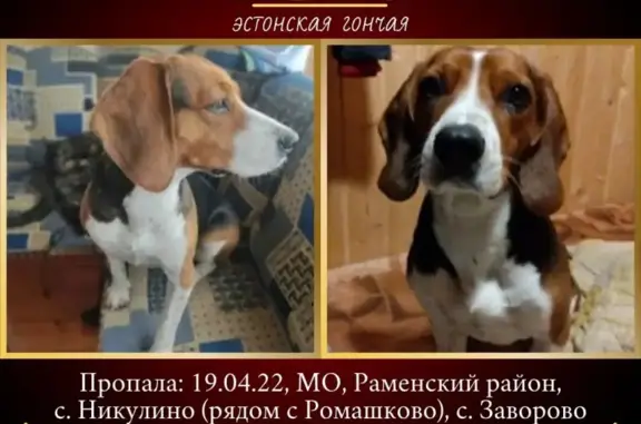 Пропала собака Эстонская гончая в Никулино, Раменский район: помогите найти!