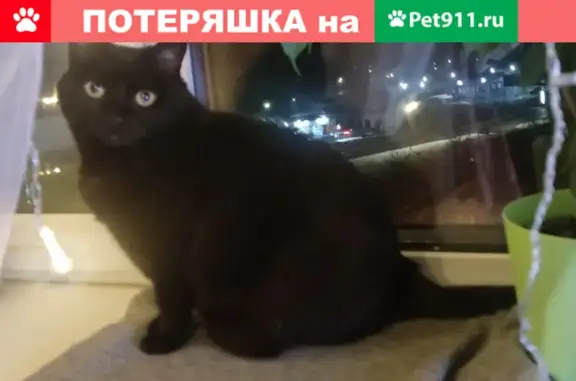 Пропала черная кошка на ул. Никитина 4-8, Железногорск