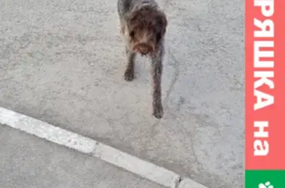Пропала собака на улице Малиновского, 21 в Омске