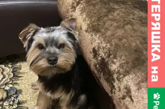 Собаки потеряшки, Тверь, фото: Потеряшка щенок Йорк, в Заволжском районе, ул. Зинаиды Коноплянниковой 108.