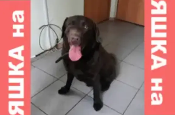 Найден добрый пес на Старопрегольской набережной, Калининград