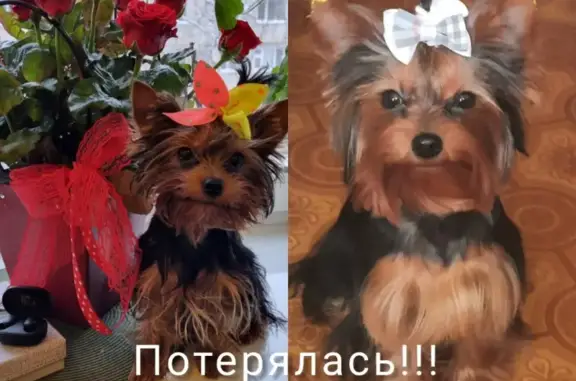 Пропала собака на улице Академика Сахарова, 34 с1, Томск