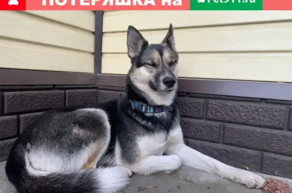 Найдена ручная собака на Вопонок, ищет хозяина на Первомайской, Щёлково