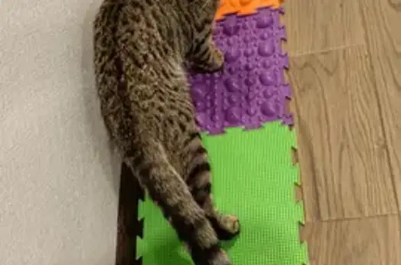 Кошки потеряшки, Санкт-Петербург, фото: Потеряшка кошка на Odoevskogo Street, СПб