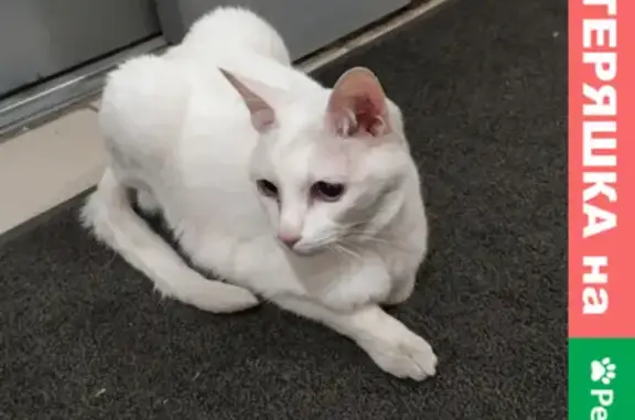 Белый кот на Пловдивской, СПб 9