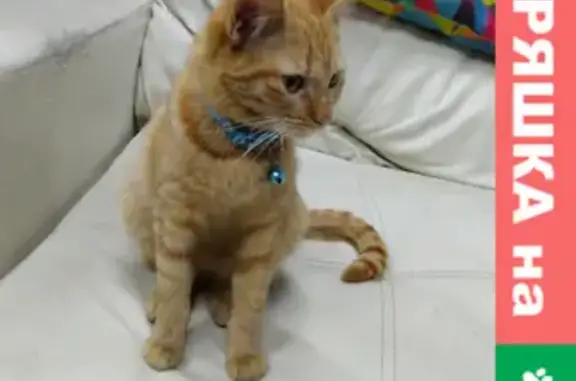 Найден домашний кот в Перхушково 4В, ищем хозяина