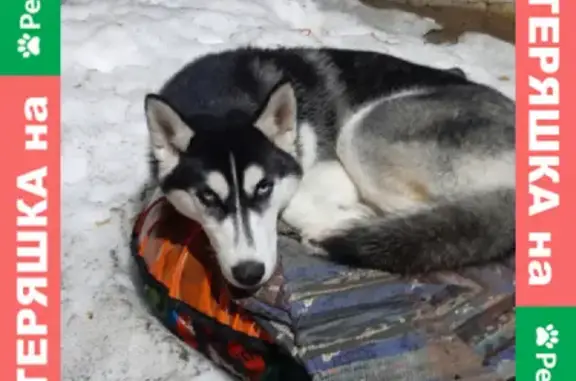 Пропала собака Хаски Таиша в деревне Стрижи, ул. Карла Маркса, Киров