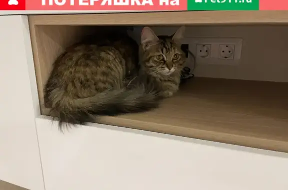 Найдена кошка на ул. Сыромолотова, 28А