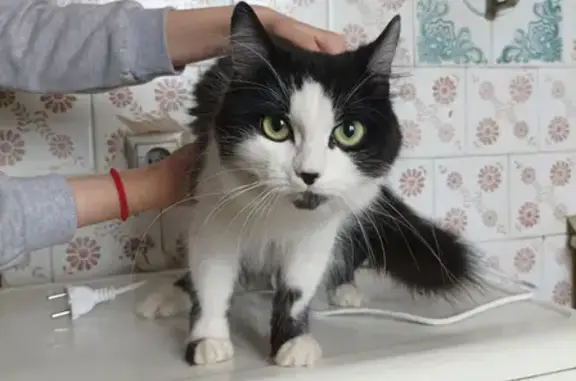 Кошка найдена на улице Чкалова, 143