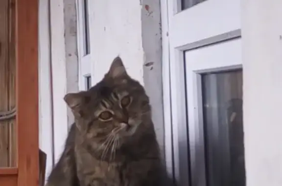 Пропала кошка Кот Тимати на ул. Терешковой, 2 к1, Мытищи