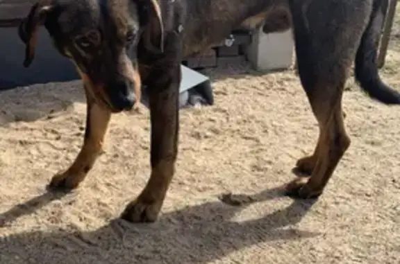 Найдена собака в п. Пески на Приморском шоссе