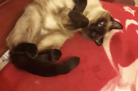 Кошки потеряшки, Тольятти, фото: Потеряшка кошка на ул. Чайкиной, 69 в Тольятти