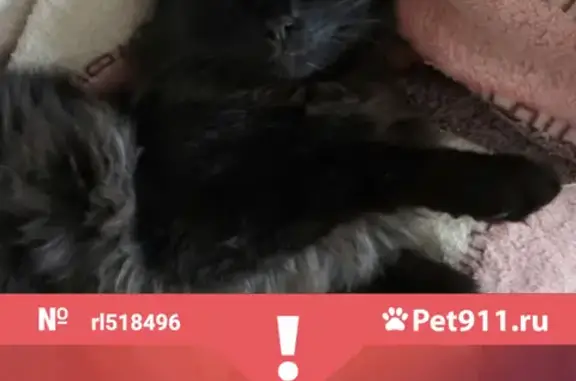 Кошки потеряшки, Ижевск, фото: Потеряшка кот 