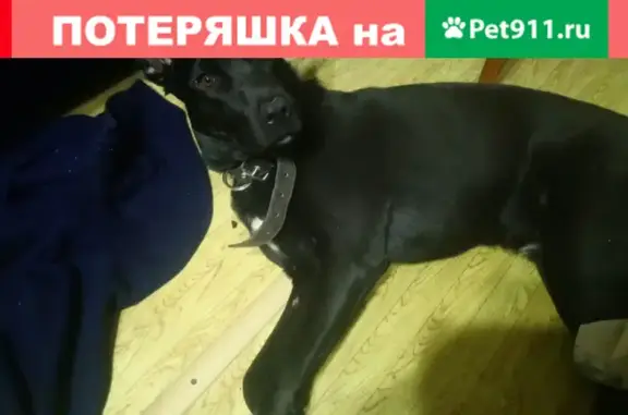 Найдена домашняя собака в Челябинске, ищет новый дом.