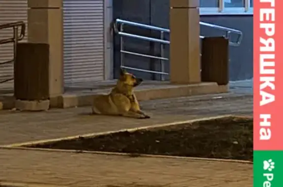 Найдена собака у Мечникова 3 в Самаре