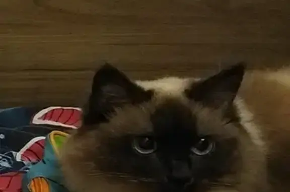 Кошки потеряшки, Ярославль, фото: Потеряшка кошка на Пионерской улице в Ярославле