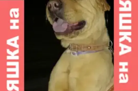 Пропала собака на Партизанской, Шарпей, 2 года
