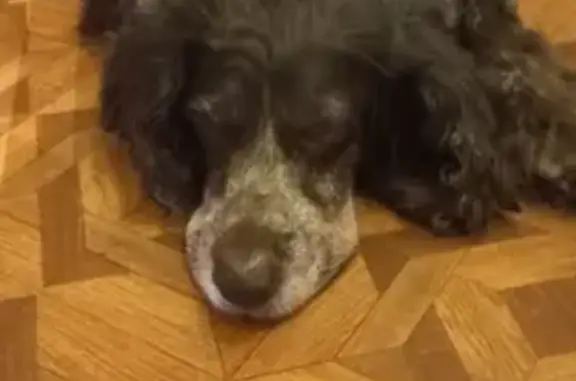 Собаки потеряшки, Москва, фото: Потеряшка собака на улице Корнейчука, Москва