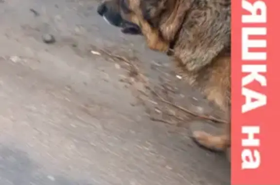 Пропала собака в Дмитрове на улице Космонавтов