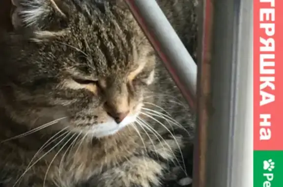 Найдена кошка, Москва, фото: Найдена кошка на Жулебинском бульваре, Москва