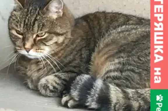 Найдена кошка, Москва, фото: Найдена кошка на Жулебинском бульваре, 10/6, Москва