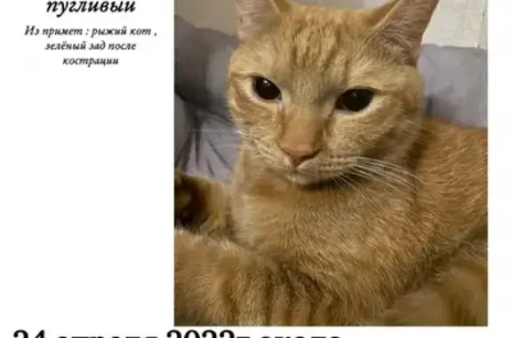 Пропала кошка на Гоголя 95, Вологда.