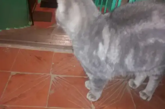 Найдена кошка в Берёзовом проезде, ищет новых хозяев