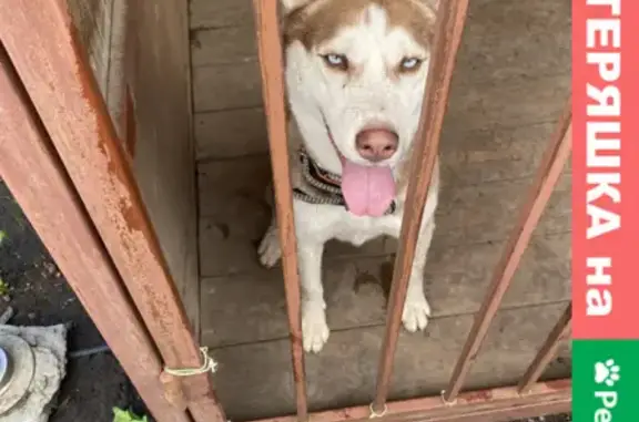 Найдена собака, Ростов-на-Дону, фото: Собака найдена на Розовой ул. 70 в Янтарном: хаски, девочка.