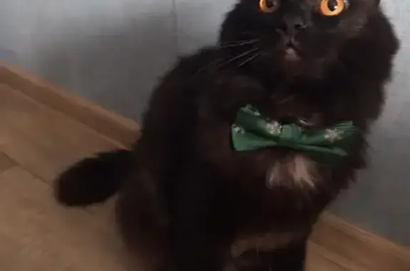 Кошки потеряшки, Ульяновск, фото: Потеряшка кошка Панда на пр. Авиастроителей, 25 (Ульяновск)