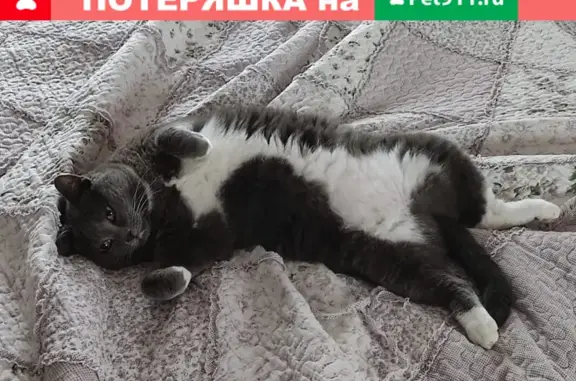 Пропала кошка на Трубопрокатной, 31 в Таганроге