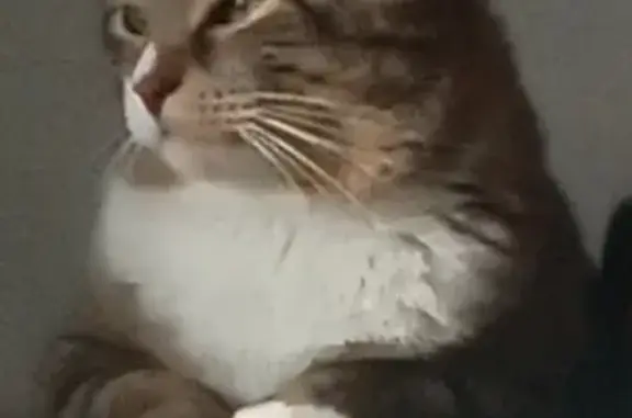 Кошки потеряшки, Новосибирск, фото: Потеряшка кошка на Магаданской улице, Новосибирск