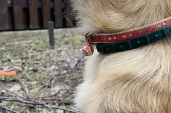 Собака найдена на Садовой в Вороновском