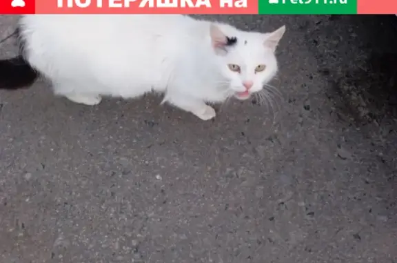 Потерянный кот/кошка на ул. Попова в Белгороде