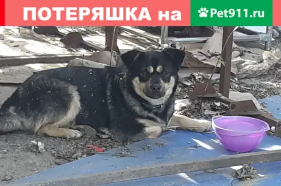 Собака на пр. Космонавтов, Ростов-на-Дону.