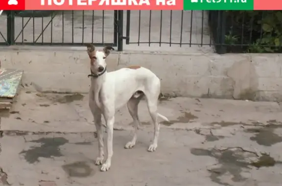 Пропала собака Грейхаунд по адресу Вавилова, Ростов-на-Дону.