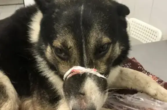 Объявления о пропавших и найденных животных, Москва, фото: Собака найдена на Киевском шоссе, рядом с Внуково