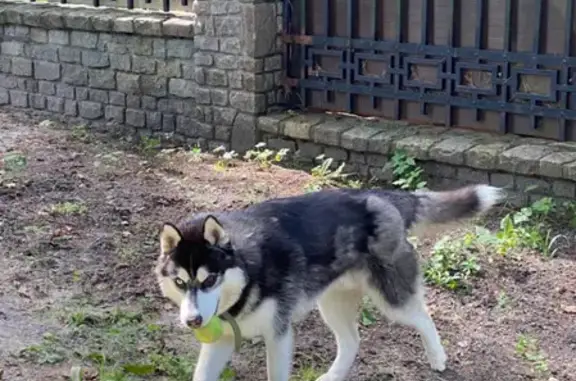 Собаки потеряшки, Калининград, фото: Потеряшка собака Хаски Арни на ул. Ленина, Светлогорск
