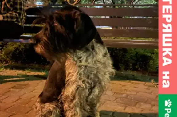 Найдена породистая собака на Красной улице
