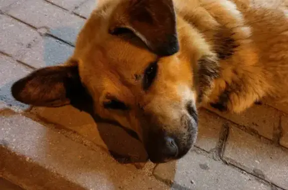 Найдена собака на ул. Радищева