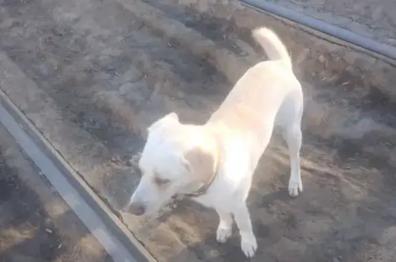 Найдена собака на улице Халтурина, 37