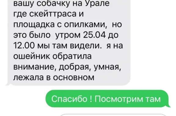 Пропала собака на ул. Елькинской 28!