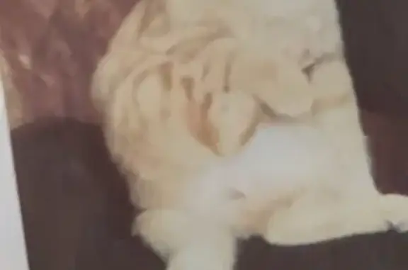 Кошки потеряшки, Курган, фото: Потеряшка кошка Милый в Кургане (3 к1)