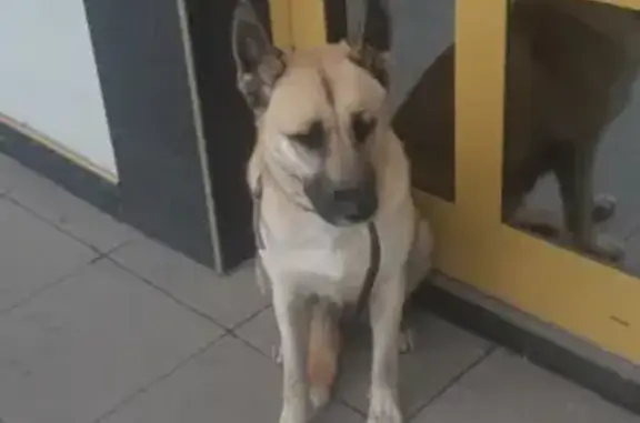 Найдена собака возле Альфа-банка на пл. Победы, 4