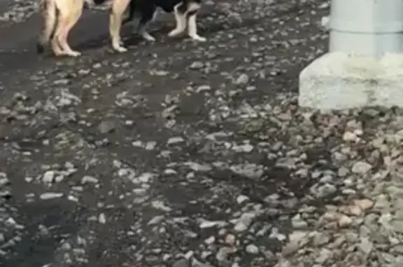 Собака охраняет труп щенка на жд станции в Кормиловке, нужна помощь!