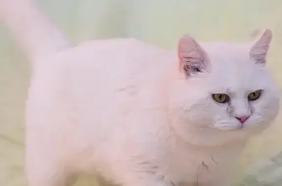Найдена белая кошка в Барвихе, ищем хозяев