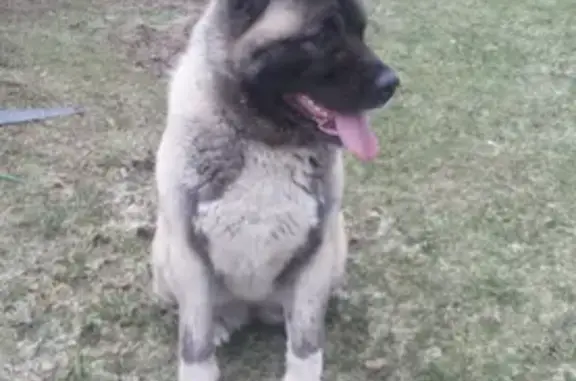 Найдена собака в Вашутино, Переславль-Залесский