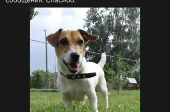Пропала собака в Астрахани, Джек Рассел Терьер, вознаграждение