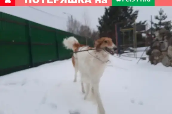 Пропала собака в Дедовске, звоните по номерам!