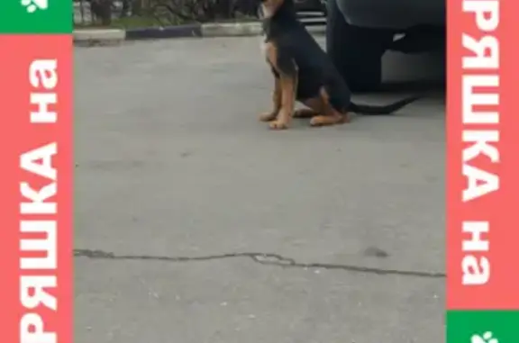 Собака найдена на улице Борисовские Пруды, 25 к1, Москва.